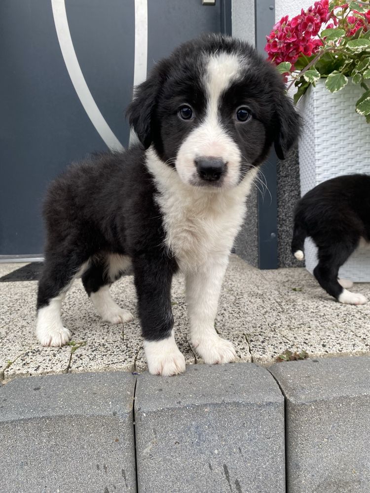 Border collie szczeniak