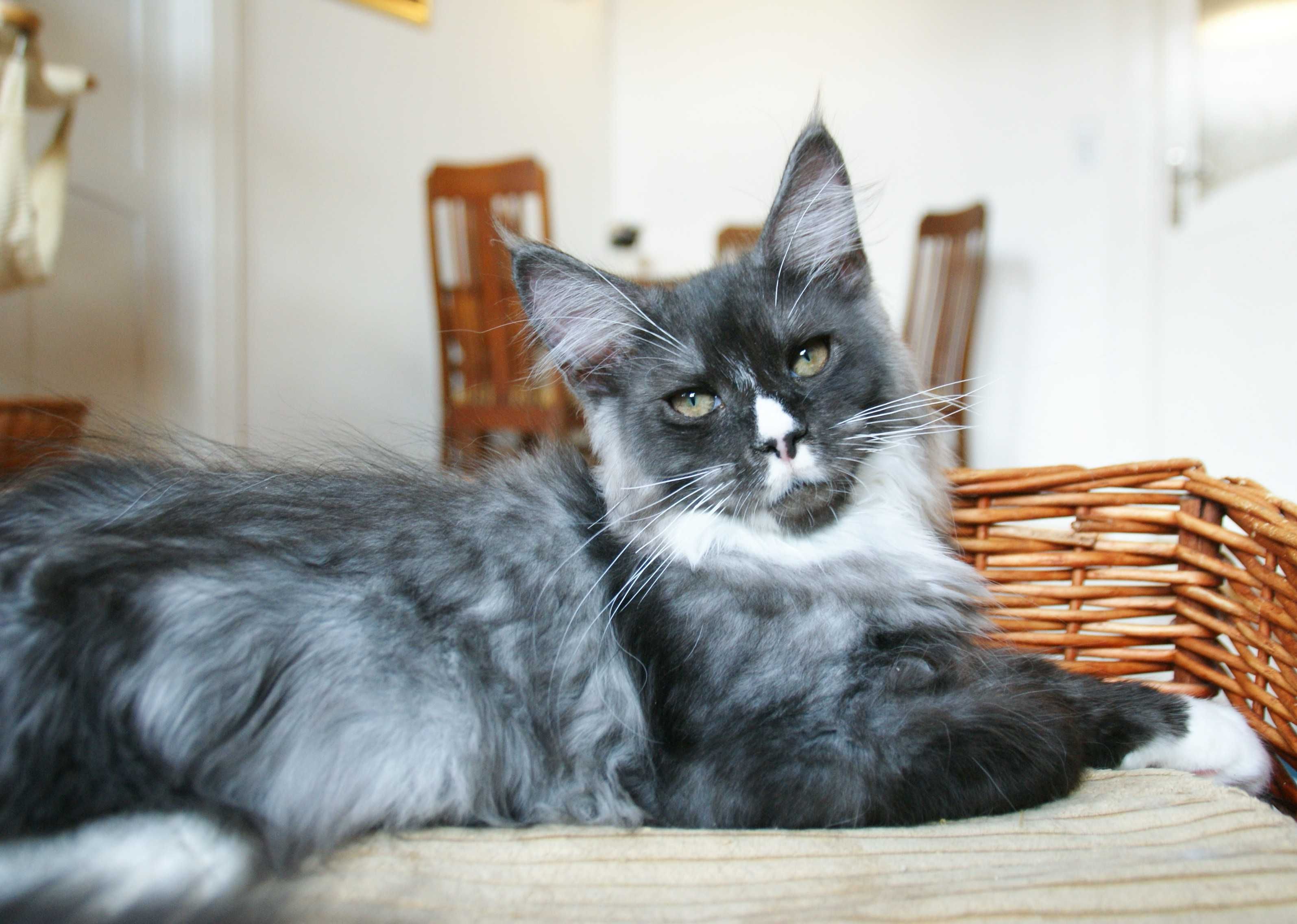 Maine Coon - kocurek Bydgoszcz