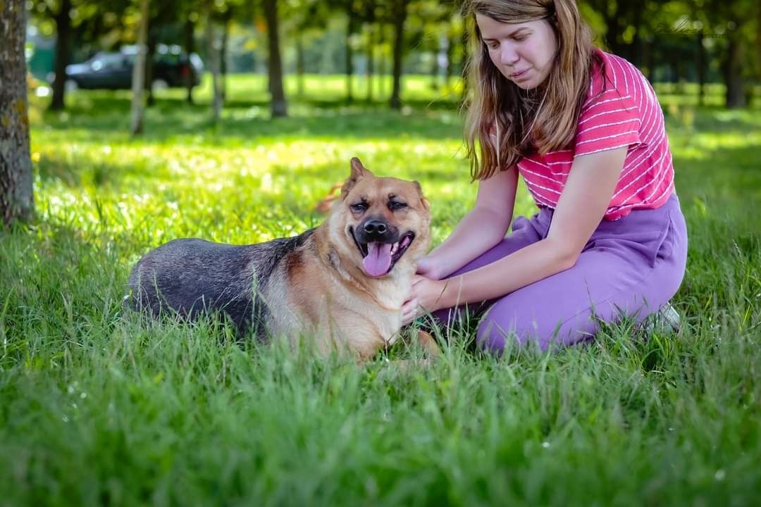 Piękna sunia w typie owczarka niemieckiego szuka kochającego Domu!