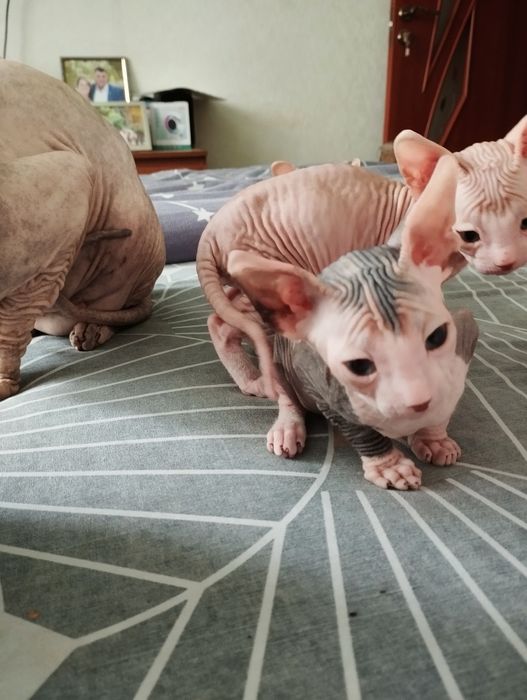 Кошенята Донського сфінкса
