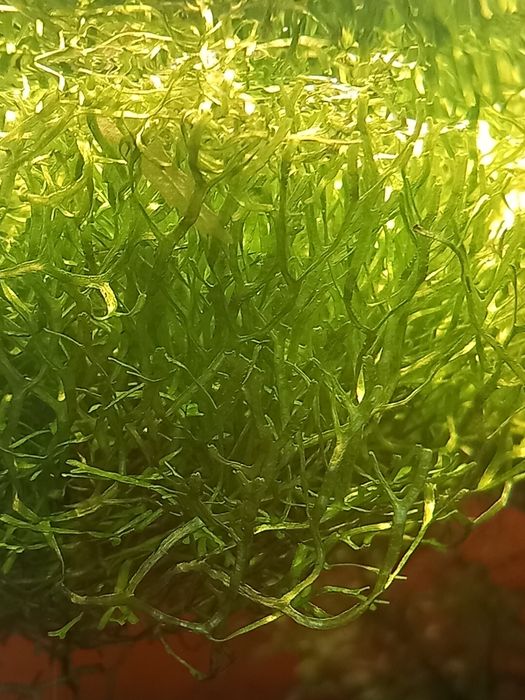 Wgłębka wodna pływającą