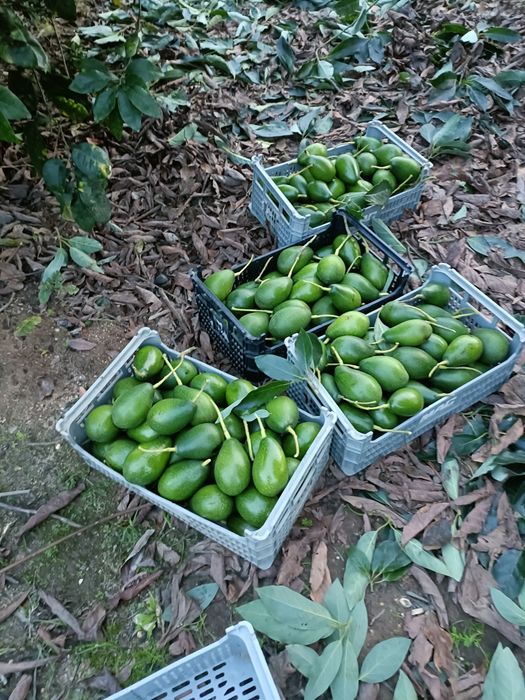 Abacates biológicos