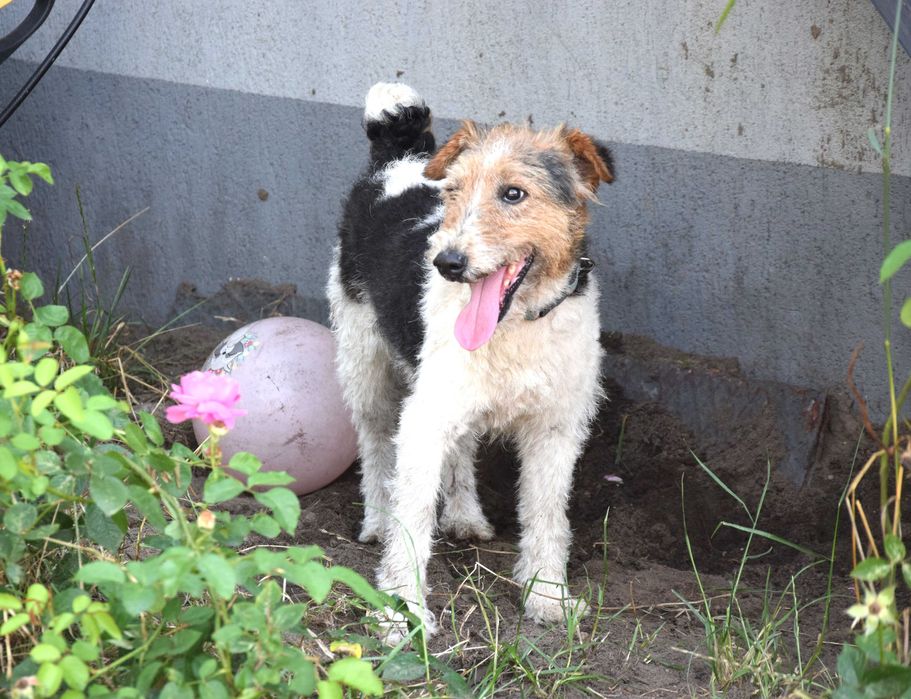 Kochany, zabrany z patologicznego miejsca piesek foxterier szuka domu