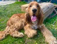 Cocker Spaniel Rico szuka nowego domu