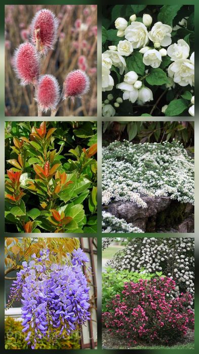 Піроканта  Піраканта  3 кольори Великий вибір багаторічних рослин