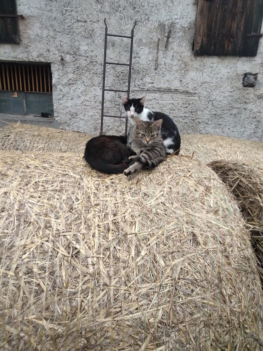 Odam kotki w dobre rece