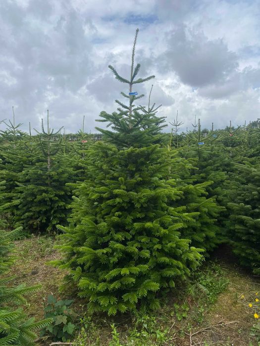 Jodła Kaukaska Producent Choinki Bożonarodzeniowe