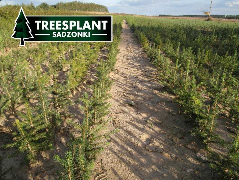 Świerk Pospolity 3L 20-30cm / srebrny jodła kaukaska sadzonki