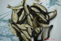 narybek amura kroczek amur 13-28cm