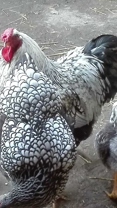 Jaja Lęgowe   Wyandotte Srebrnoluskowana  Kochin Olbrzymi