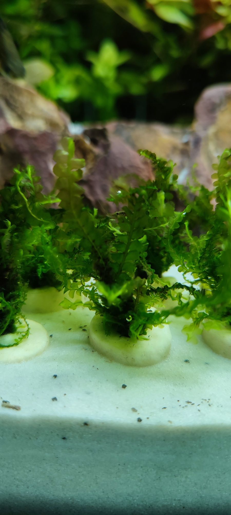 Cameroon Moss, mech do akwarium