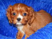 *** Cavalier King Charles Spaniel Chłopczyk Ruby ***