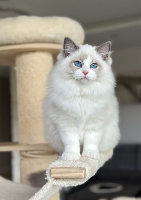 Śliczny kocurek ragdoll hodowlano wystawowy FIFE Fpl