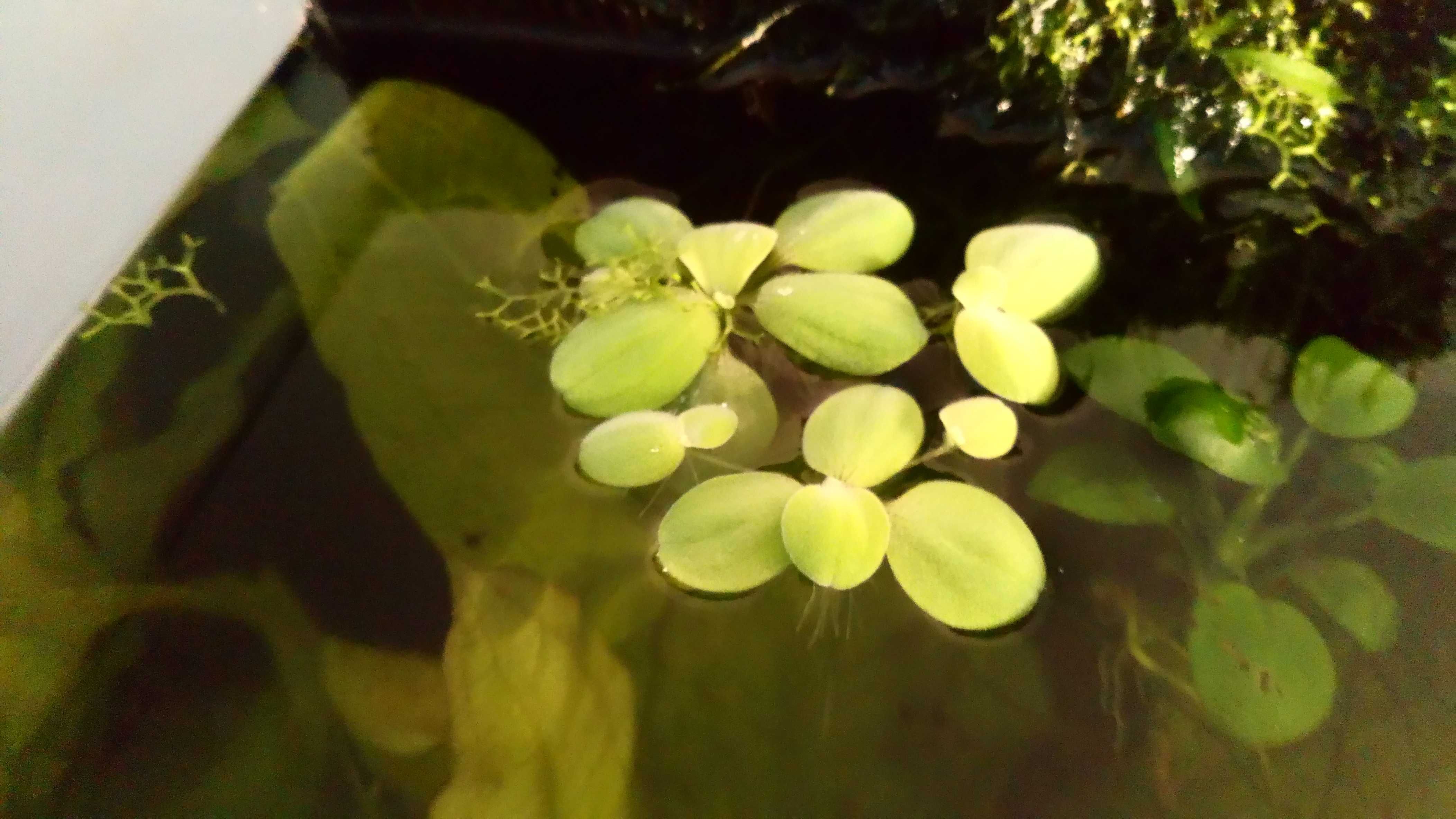 Rośliny akwariowe Pistia