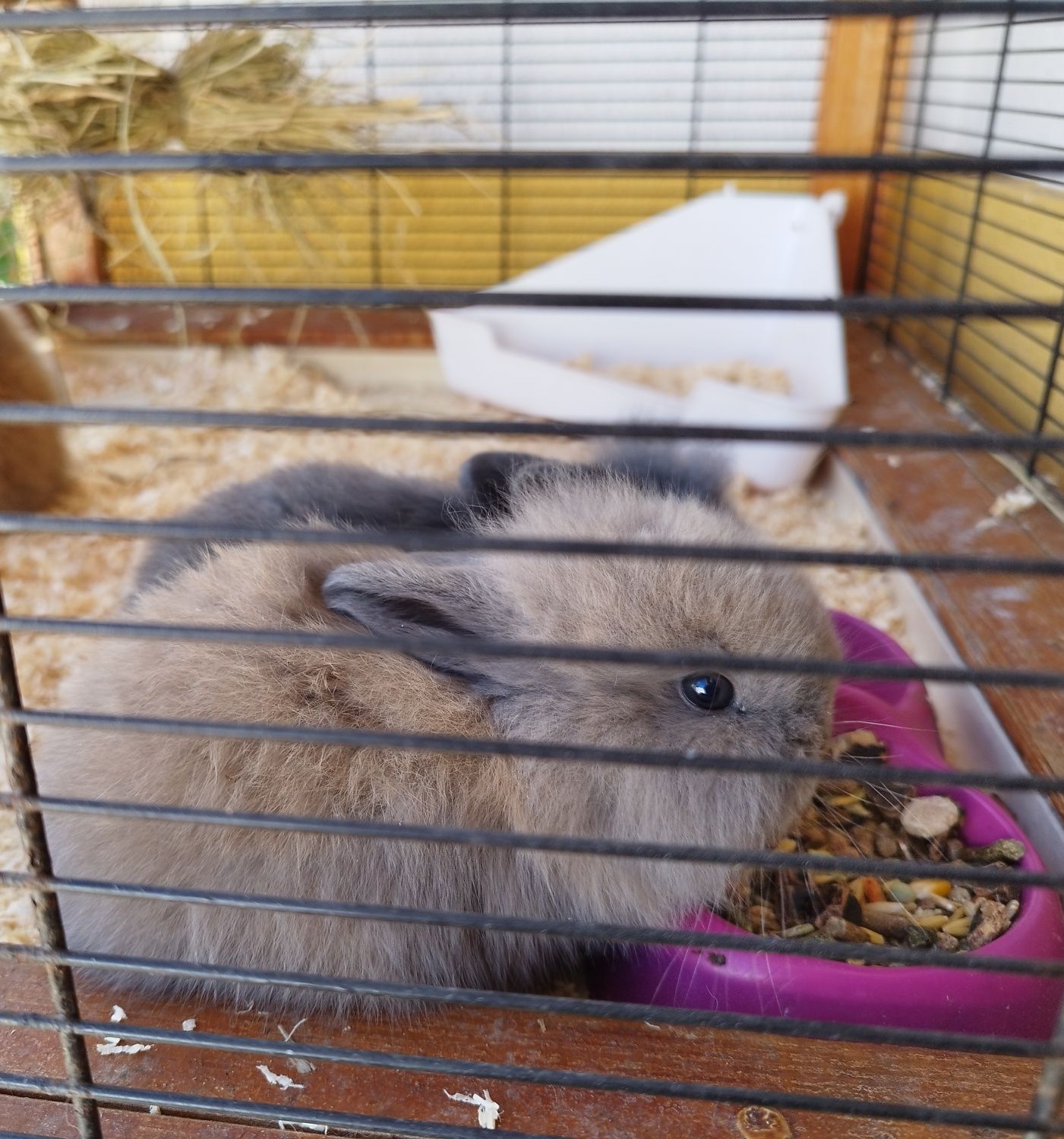 Coelhos estimação