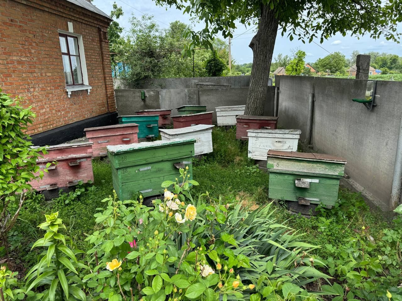 Продам власну пасіку