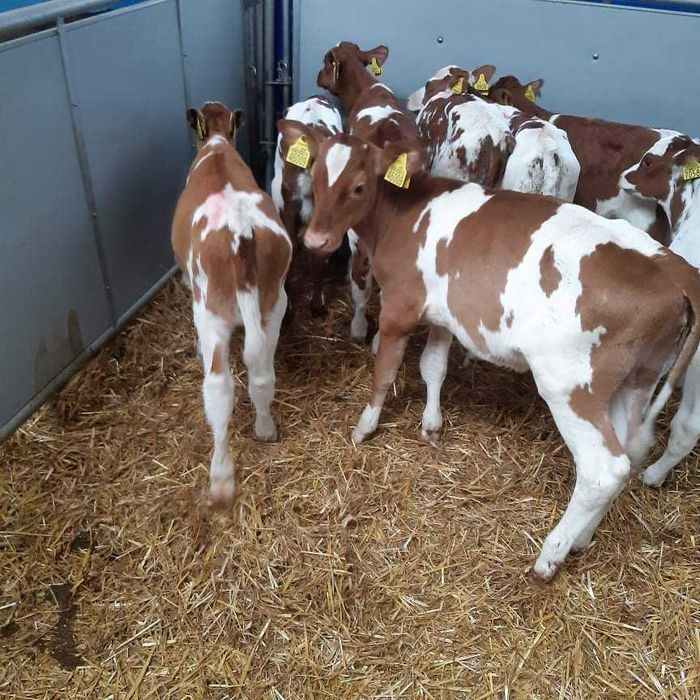 Cielęta, cielaki, byczki oraz jałówki mięsne, MM,MS,HF transport