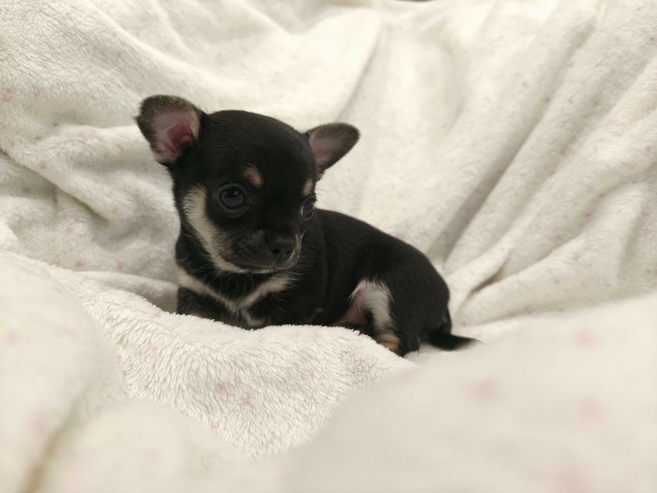 Cudowny chłopiec chihuahua