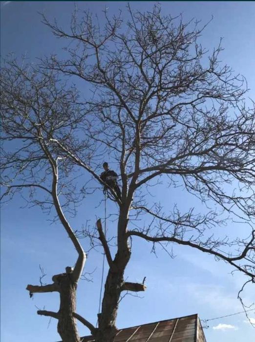 Wycinka drzew, prace alpinistyczne, czyszczenie działek.
