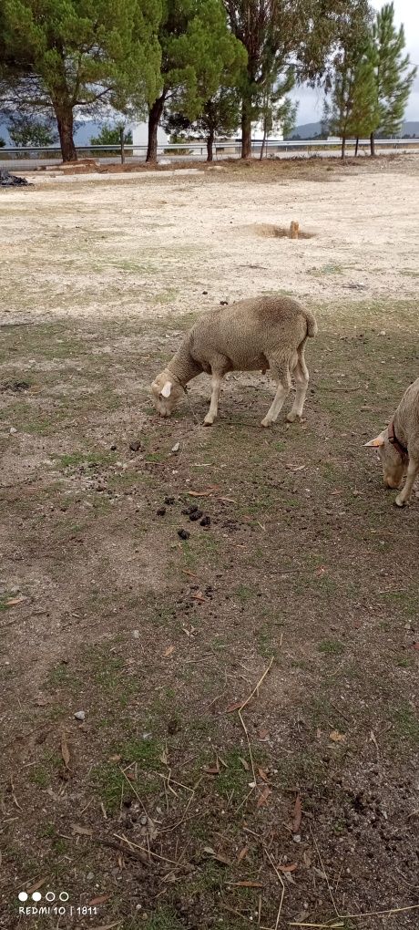 Carneiro cruzado de ille France X laucaune com aproximadamente 5 meses