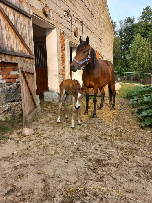 Sprzedam 6 letnią klacz