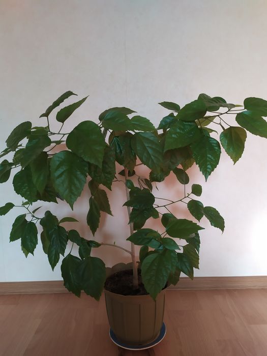 Кімнатна квітка Гібіскус махрова