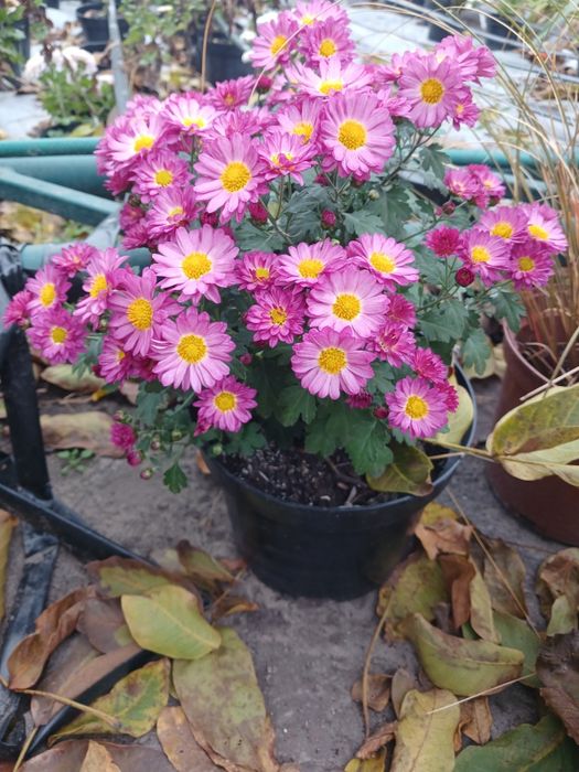 Хризантеми різні