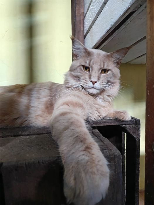 Reproduktor Maine coon Graffi