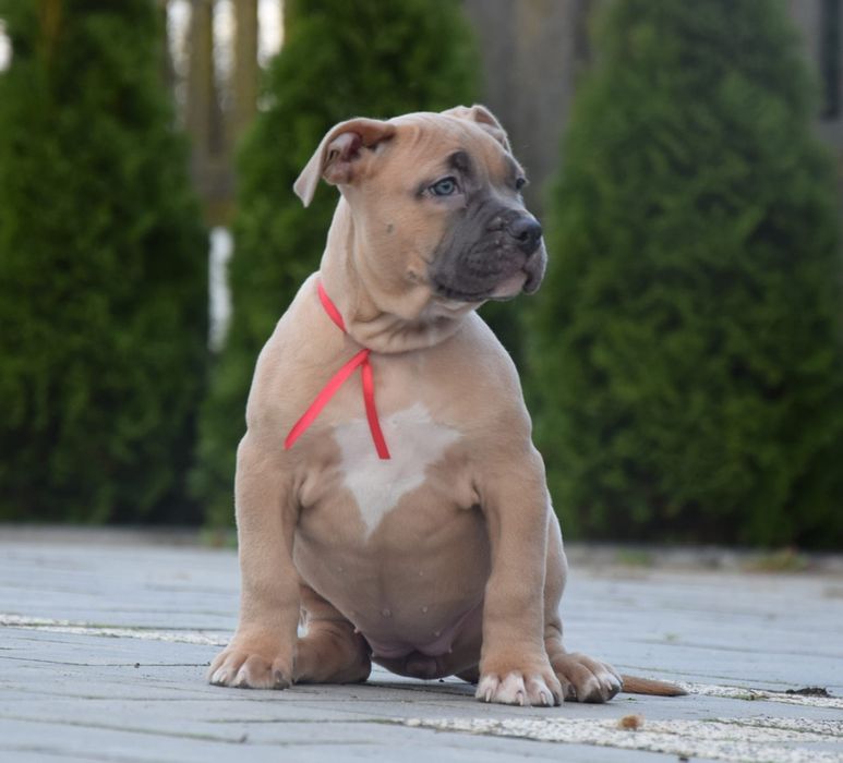 Suczka Amstaff do odbioru