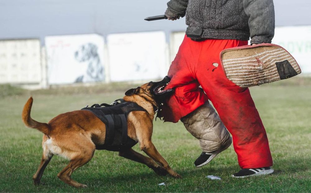 Кінолог/дресирування собак