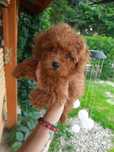 Pudel toy red przystojniak Mahlel