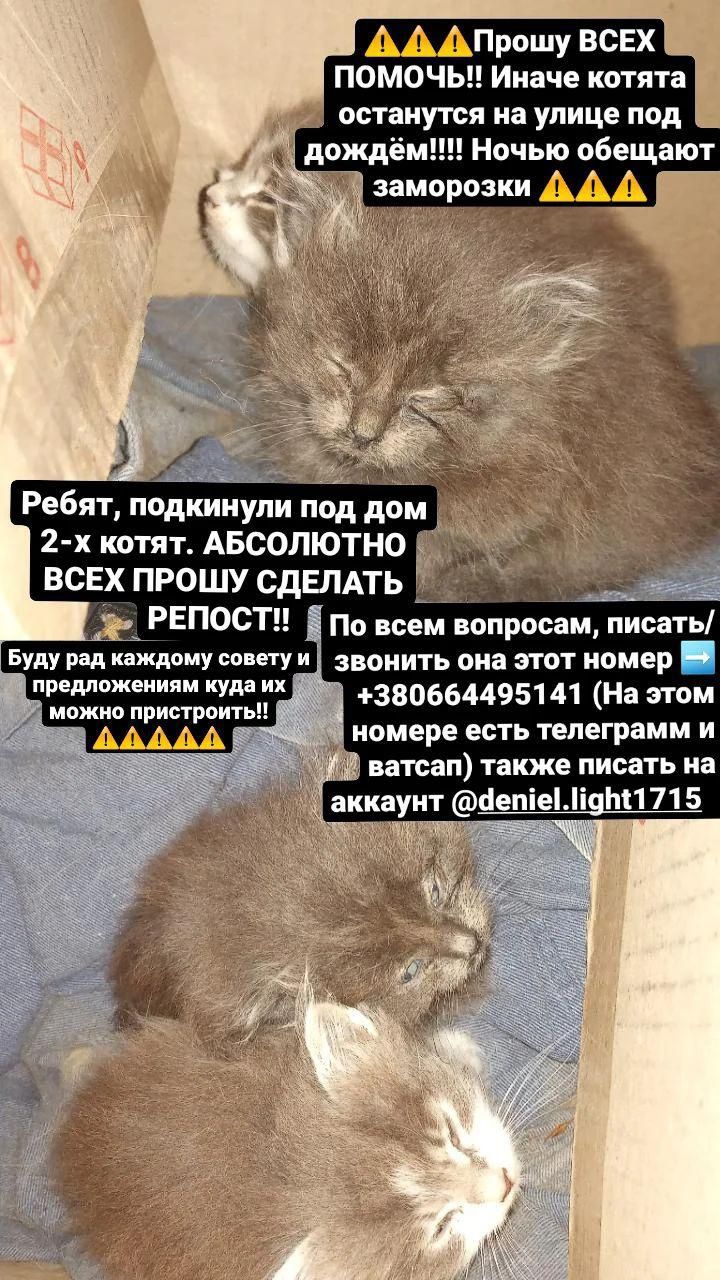 Котята ищут дом!