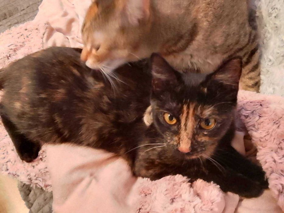 Piękna kotka Amelka szuka kochającego domu