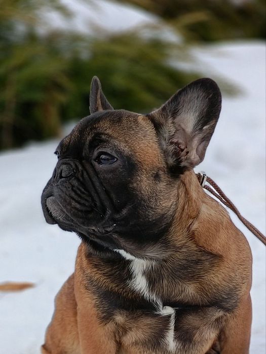 Дівчинка    Кіра