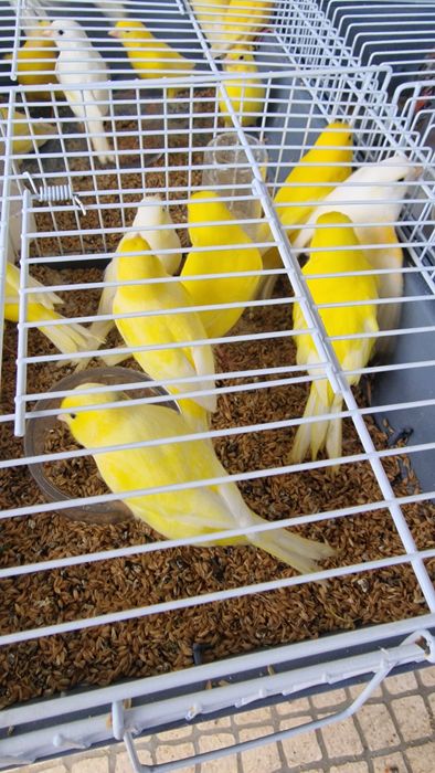 Canarios 2025 disponíveis