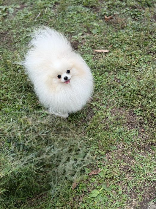 Померанский шпиц