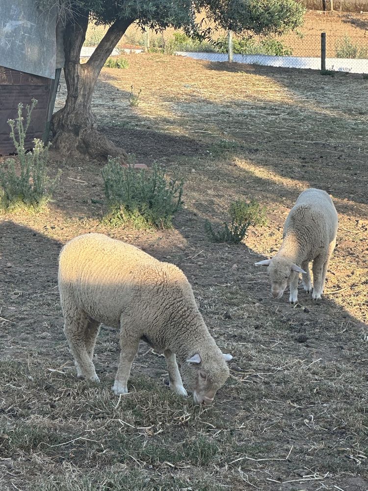 Vendo borregos Merino