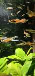 Vendo Guppy Endler