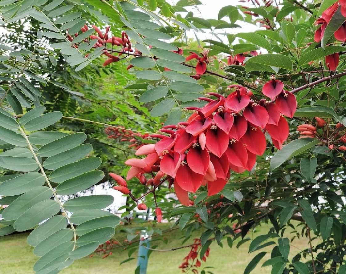 Eritrina - Crista de Galo par Jardim