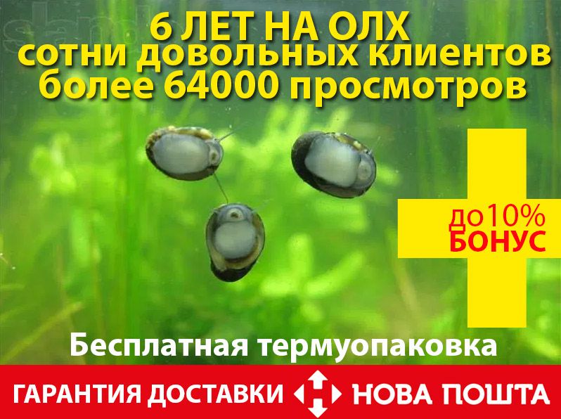 Продам 100% лучших чистильщиков стекол и растений-улиток теодоксус