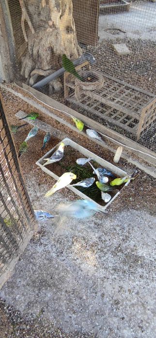 Papugi faliste lęgowe stado 40 rezerwacjia