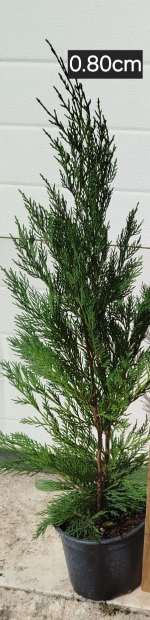 Ciprestes leylandes de crescimento  rápido