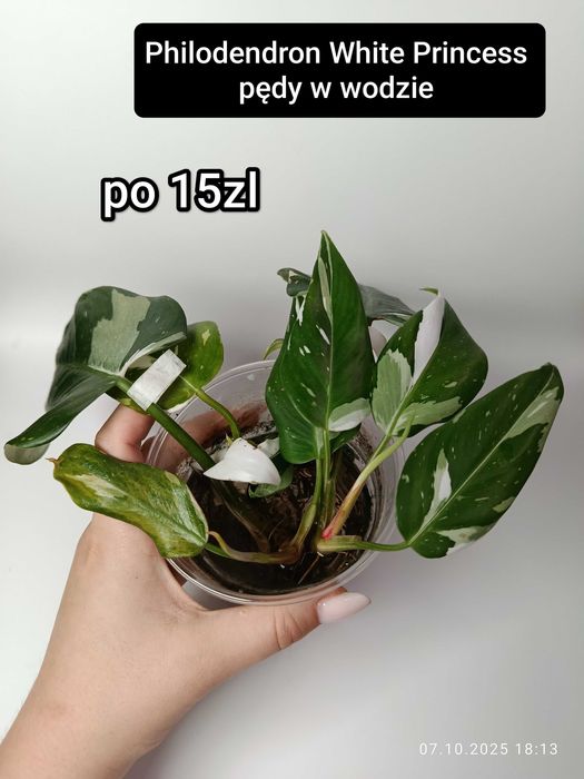 Maria Plants, philodendron White Princess sadzonki