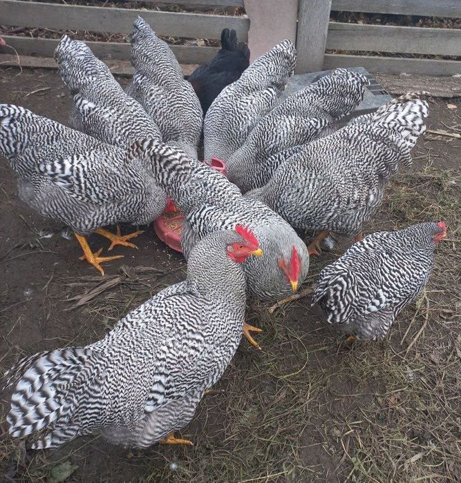 Півні Амрокси, 7 місяців