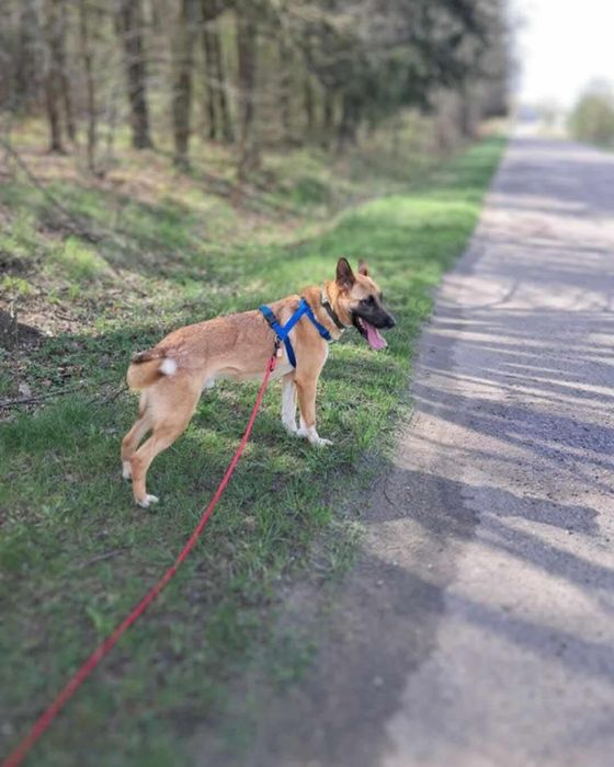 Jurand poleca się do adopcji!