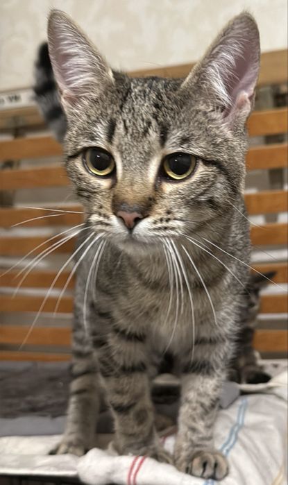 Кошка. Коты. Кошечка. Кошеня. Кішка. Котенок.