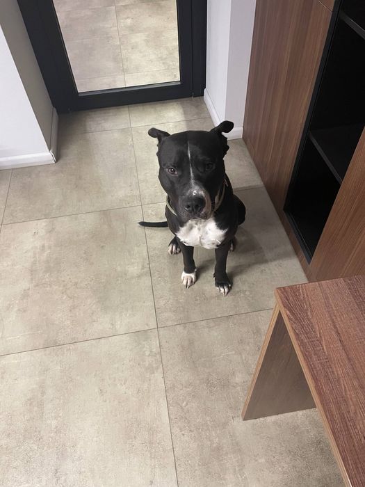 Пітбуль хлопчик шукає дім