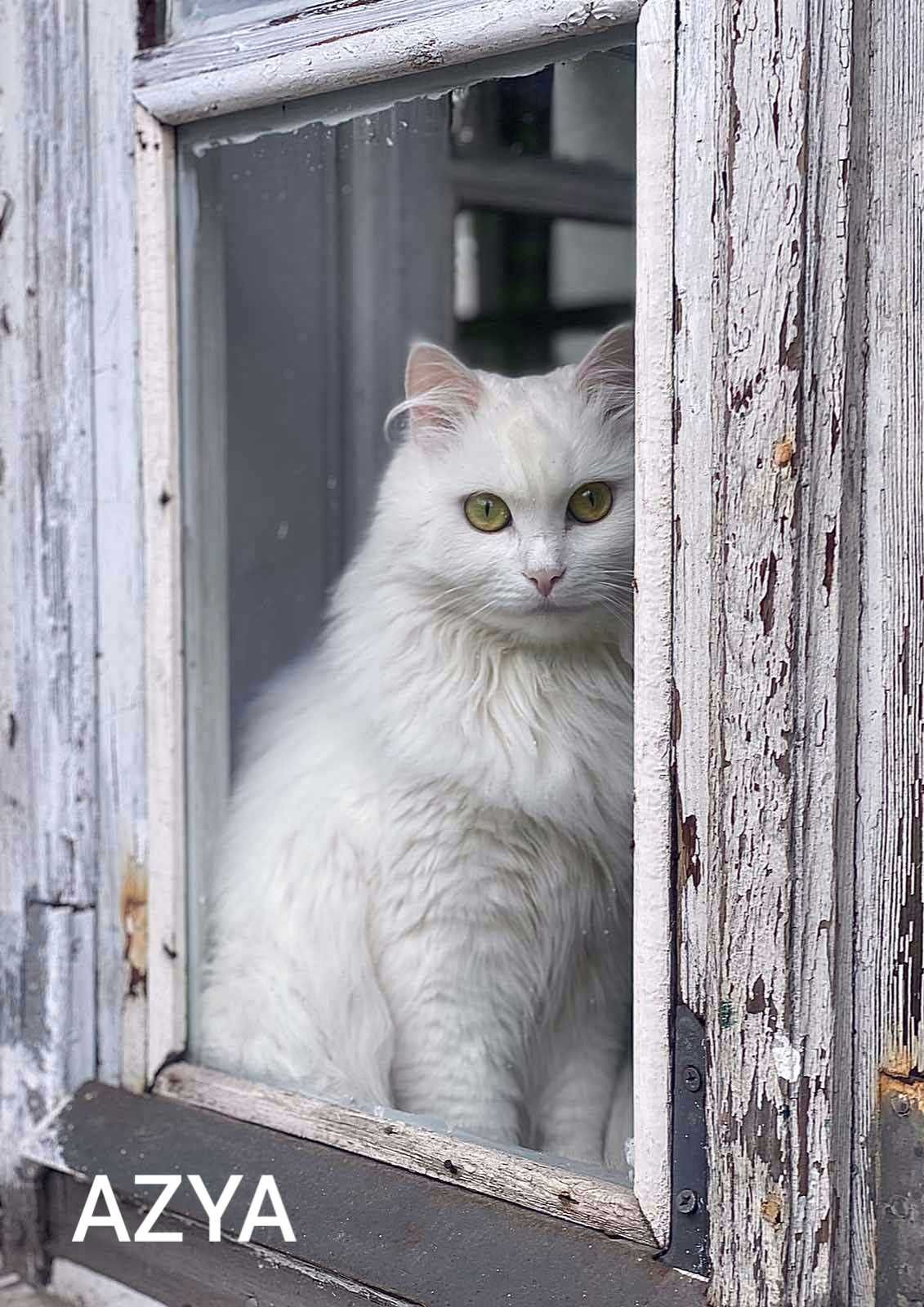 Długowłosa angora szuka domu