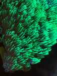 Frag Coral Green Star Polyps