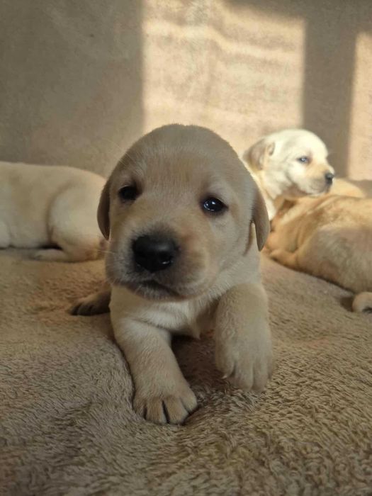 labrador retriver